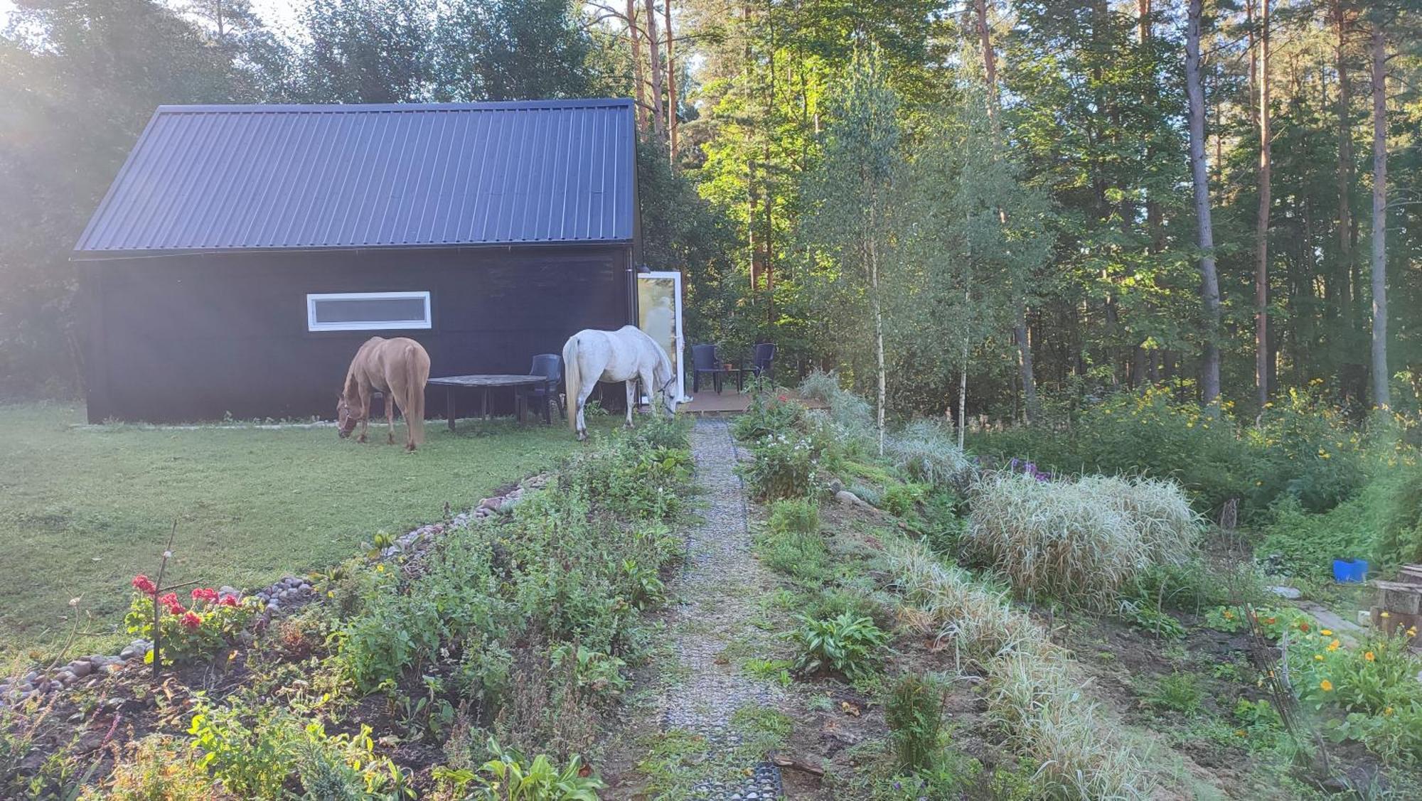 Modern Sauna Cabin In Horse Ranch Liyeplauke Екстер'єр фото